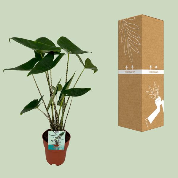 Alocasia Zebrina - Olifantsoor - Ø19cm - ↕75cm - Bloomado
