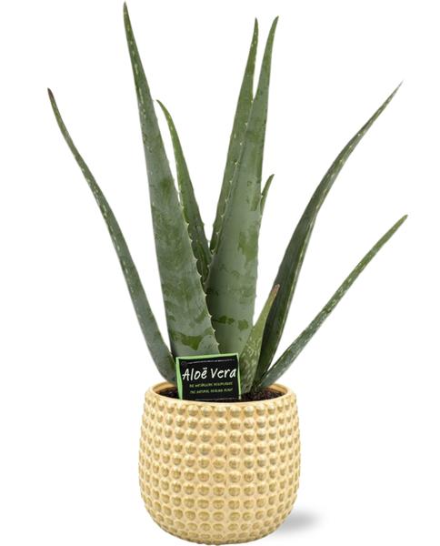 Aloe Vera - Ø19cm - ↕70cm + Bubble Pot D19,5x17,5cm - Goud - Bloomado