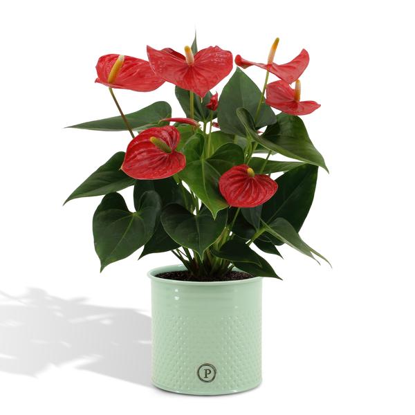 Anthurium andreanum Esudo incl. PURE zink - 45cm - Ø12 - Bloomado