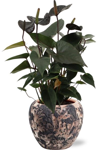 Anthurium Black Love - Ø12cm - ↕36cm + Doug Pot D14x13cm - Zwart Beige - Bloomado