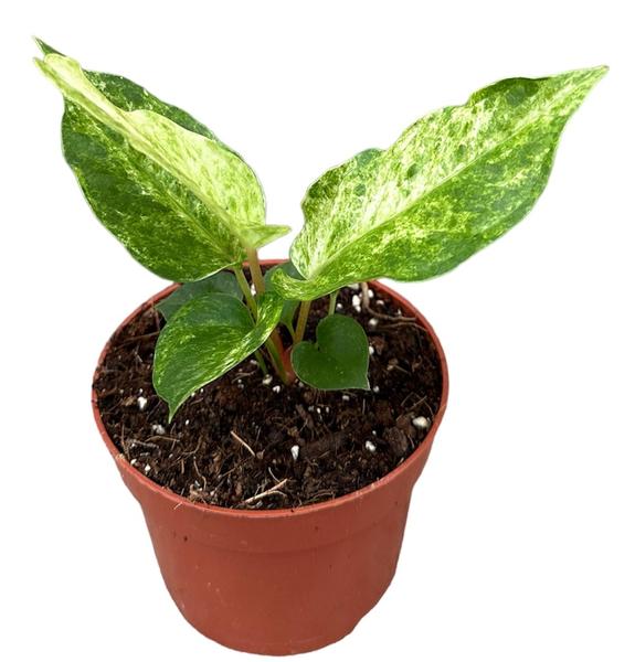 Anthurium Bonplandii Variegata - Ø10,5cm - ↕15cm - Bloomado