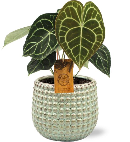 Anthurium Clarinervium - Ø15cm - ↕25cm + Bubble Pot D16,5x15cm - Groen - Bloomado