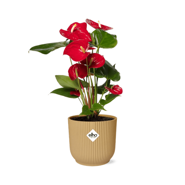 Anthurium Red 12cm in ELHO Vibes Fold 14cm geel - Bloomado