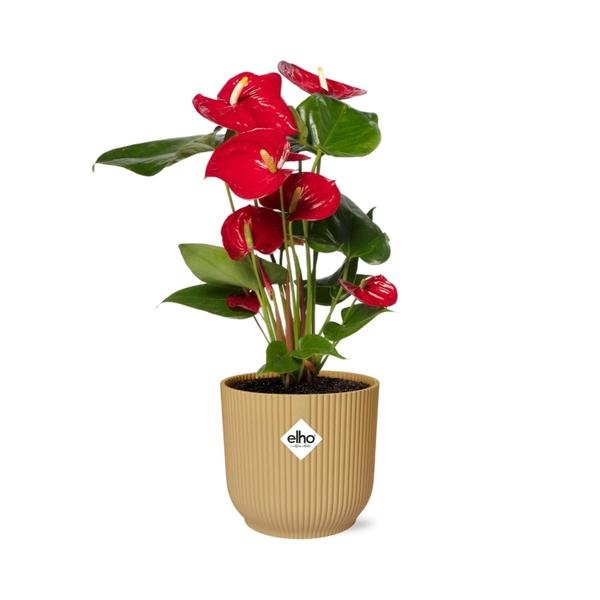 Anthurium Red 12cm in ELHO Vibes Fold 14cm geel - Bloomado