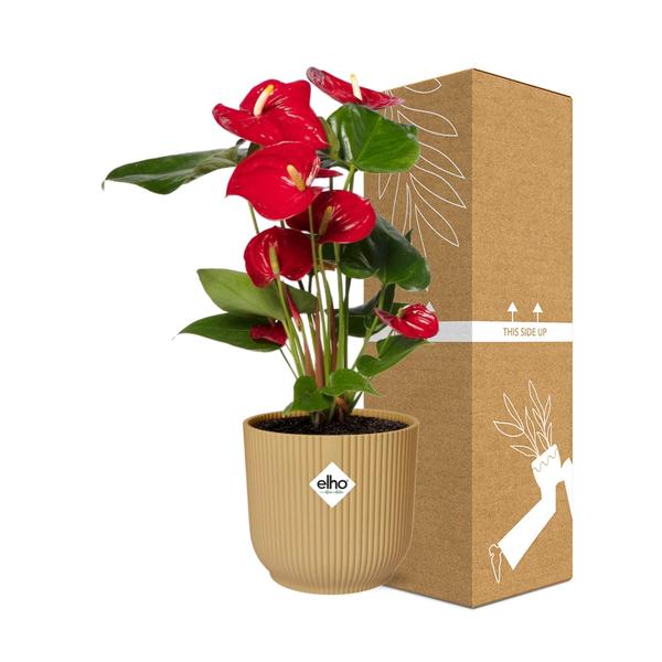 Anthurium Red 12cm in ELHO Vibes Fold 14cm geel - Bloomado