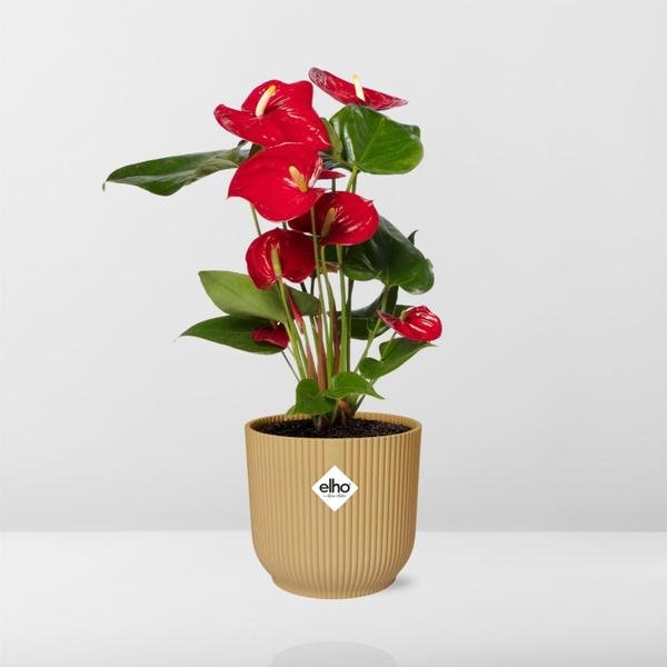Anthurium Red 12cm in ELHO Vibes Fold 14cm geel - Bloomado