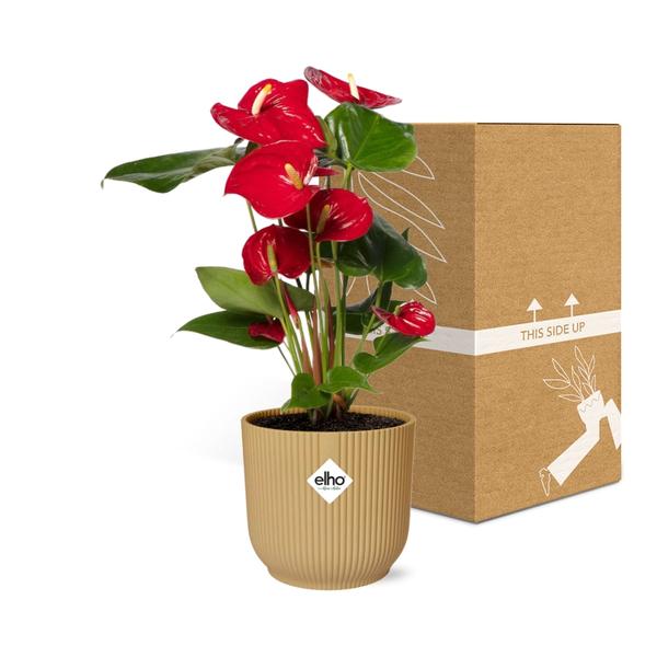 Anthurium Red 12cm in ELHO Vibes Fold 14cm geel - Bloomado