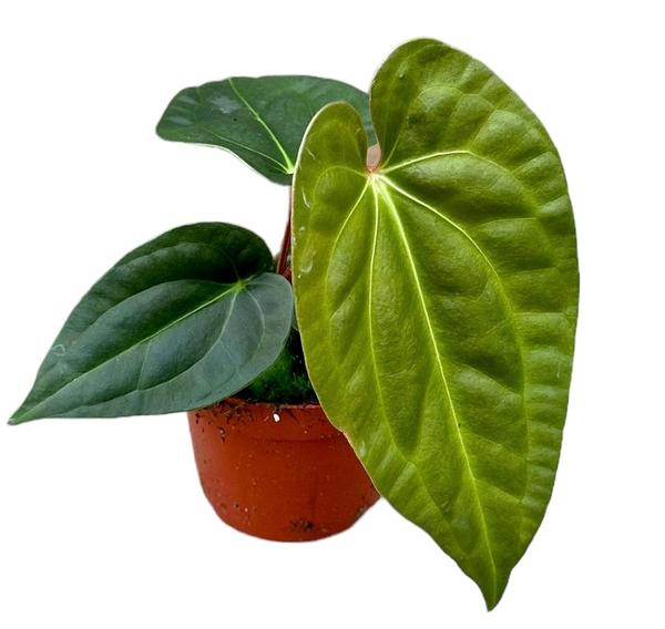 Anthurium Regale X Luxurians - Ø10,5cm - ↕15cm - Bloomado