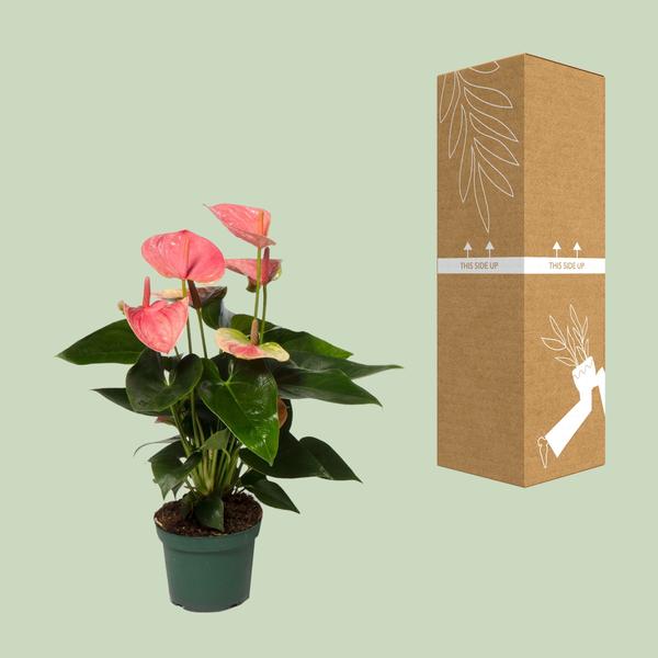 Anthurium Sweet Dream - Ø12cm - ↕35cm - Bloomado