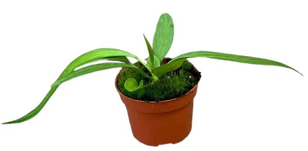 Anthurium Vittarifolium - Ø10,5cm - ↕15cm - Bloomado