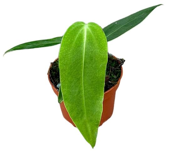 Anthurium Warocqueanum X Waterburyanum - Ø10,5cm - ↕15cm - Bloomado