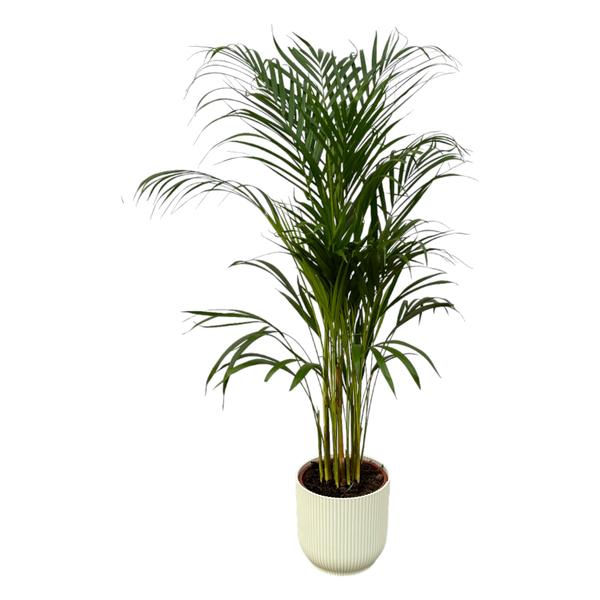 Areca palm - ↨110cm - Ø21cm inclusief elho Vibes Fold Round wit D22xH20 - Bloomado