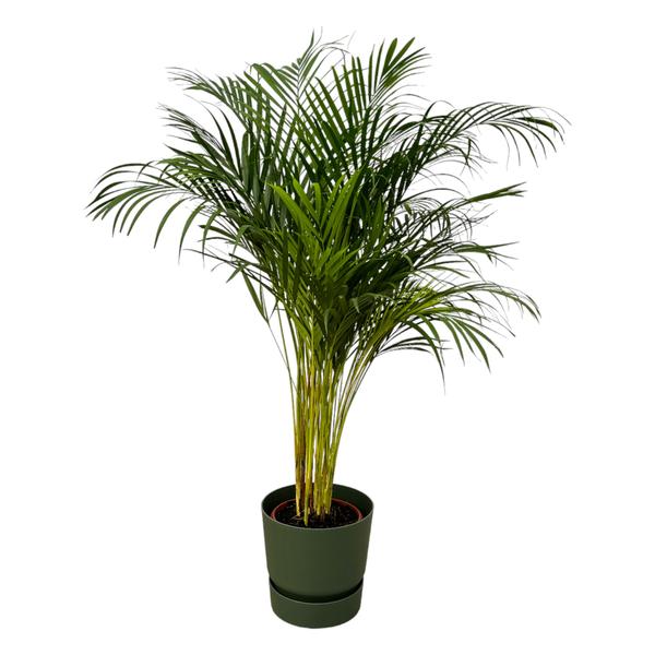 Areca palm - ↨130cm - Ø24cm inclusief elho Greenville Round groen D30xH28 - Bloomado