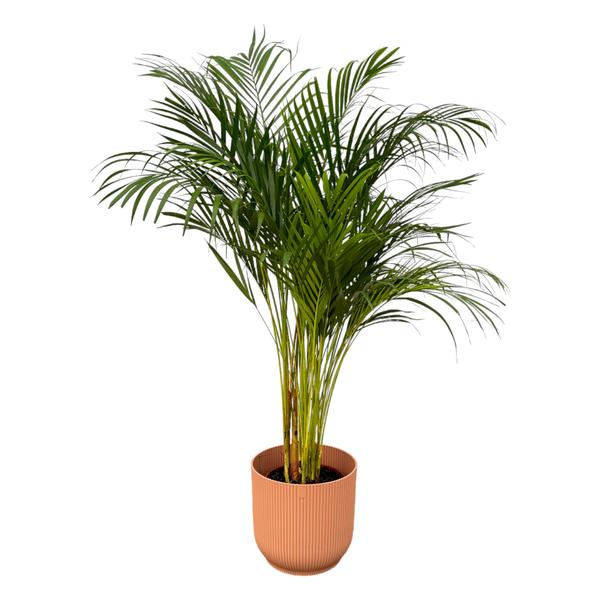Areca palm - ↨130cm - Ø24cm inclusief elho Vibes Fold Round roze D30xH27 - Bloomado