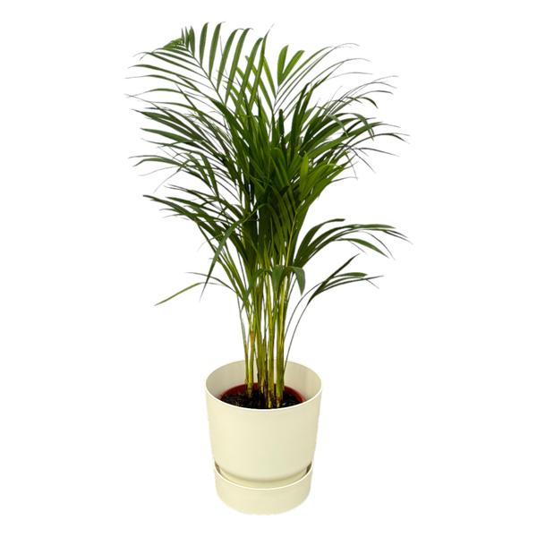 Areca palm - ↨85cm - Ø19cm inclusief elho Greenville Round wit D24xH23 - Bloomado