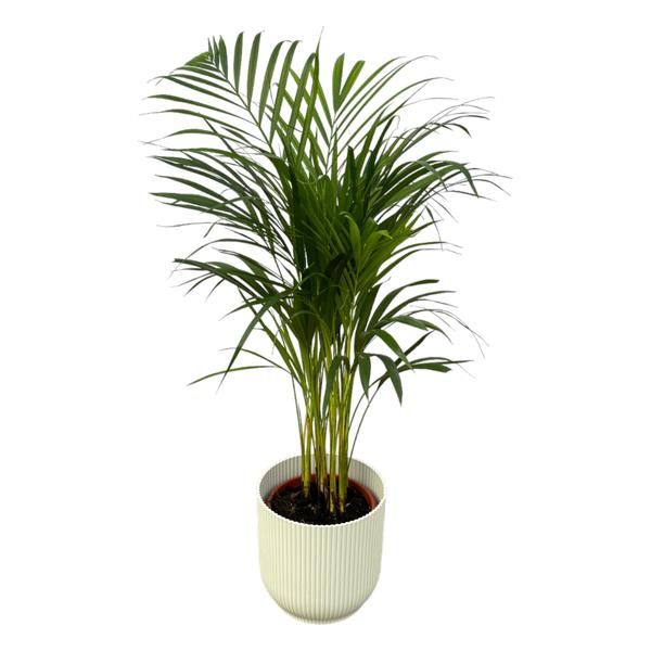 Areca palm - ↨85cm - Ø19cm inclusief elho Vibes Fold Round wit D22xH20 - Bloomado