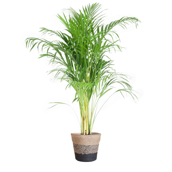 Areca Palm (Dypsis) met Lissabon mand - Bloomado