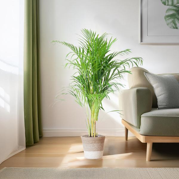 Areca Palm (Dypsis) met Lissabon mand - Bloomado