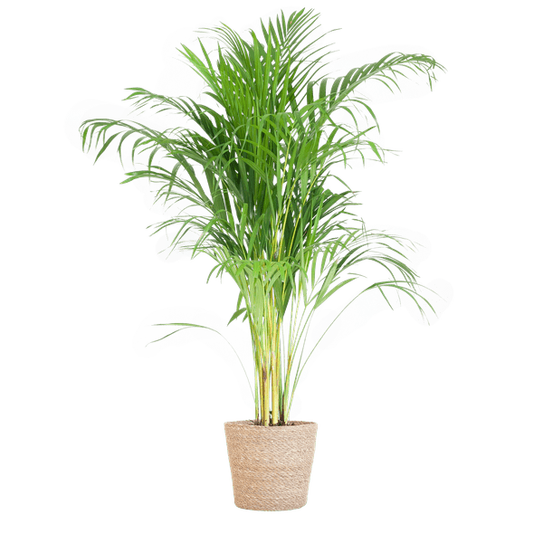 Areca Palm (Dypsis) met Lissabon mand - Bloomado
