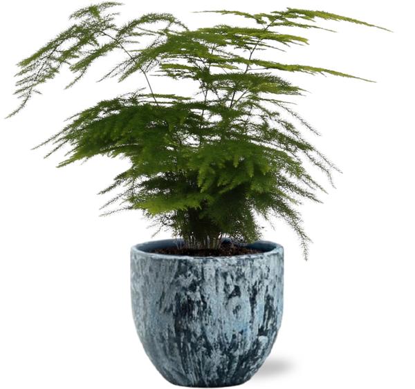 Asparagus Setaceus - Ø12cm - ↕35cm + Sem Pot D14x13cm - Blauw - Bloomado