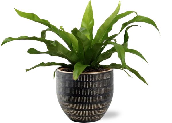 Asplenium Antiquum - Ø12cm - ↕25cm + Beau Pot D14x13cm - Zwart - Bloomado