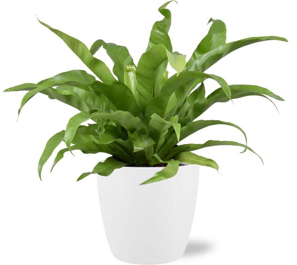Asplenium Antiquum - Ø17cm - ↕45cm + Pot Brussels D18x17cm - Wit - Bloomado