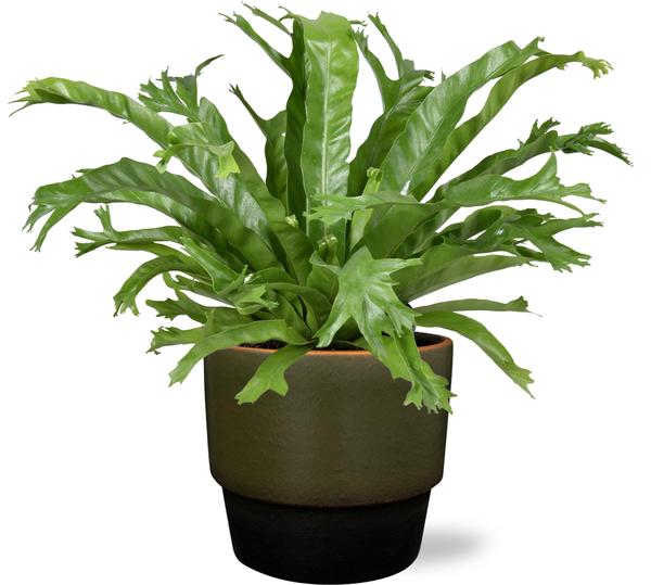 Asplenium Nidus Crissie - Ø17cm - ↕40cm + Erik Pot D18x15cm - Donker Groen - Bloomado