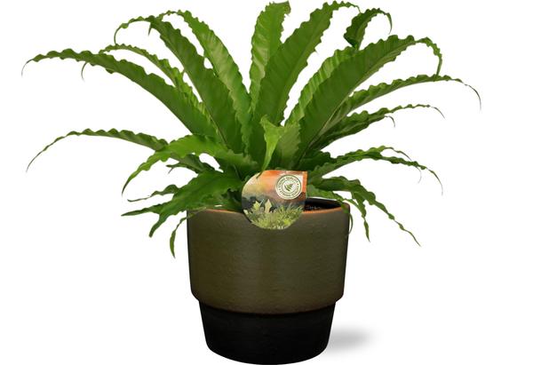 Asplenium Osaka - Ø17cm - ↕40cm + Erik Pot D18x15cm - Donker Groen - Bloomado