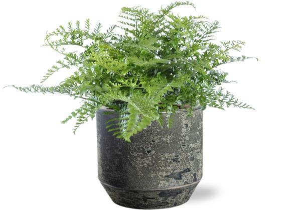 Asplenium Parvati - Ø21cm - ↕40cm + Lars Pot D24x22cm - Grijs - Bloomado
