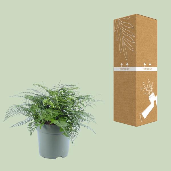 Asplenium Parvati - Ø27cm - ↕50cm - Bloomado