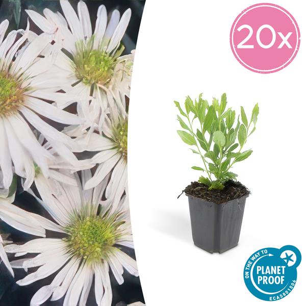 Aster ageratoides &