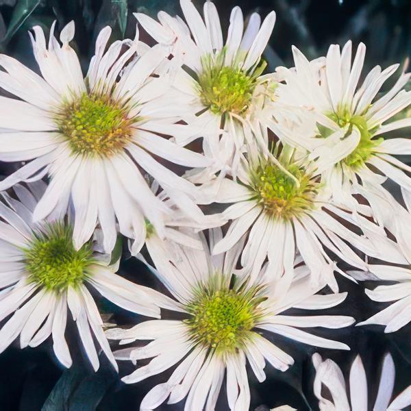 Aster ageratoides &