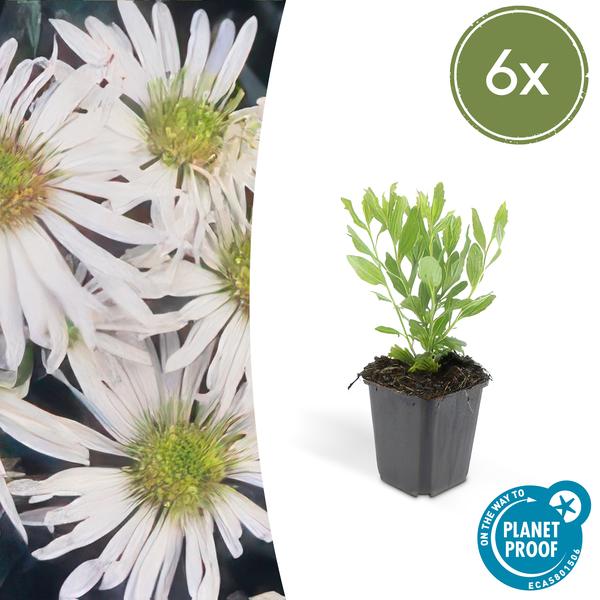 Aster ageratoides &