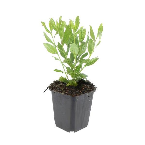 Aster ageratoides &