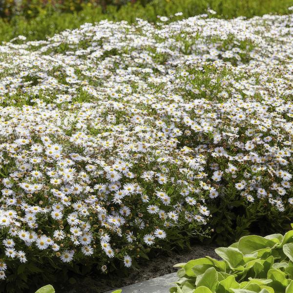 Aster ageratoides &