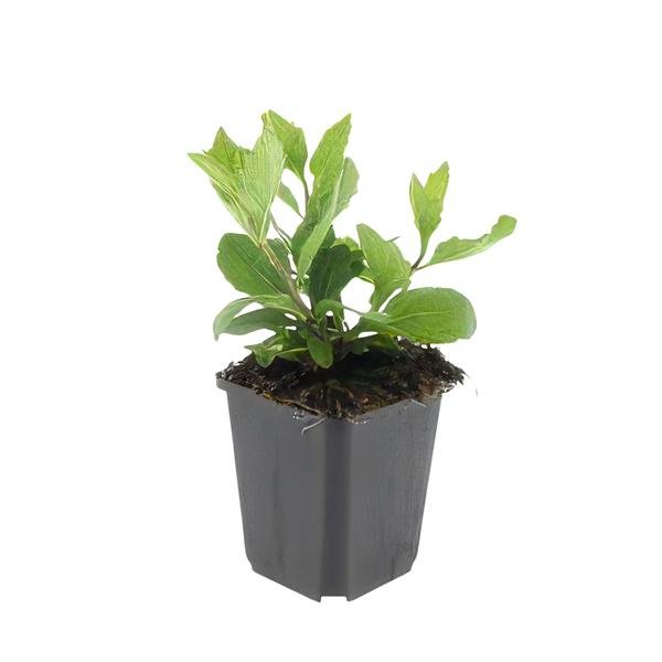 Aster ageratoides &