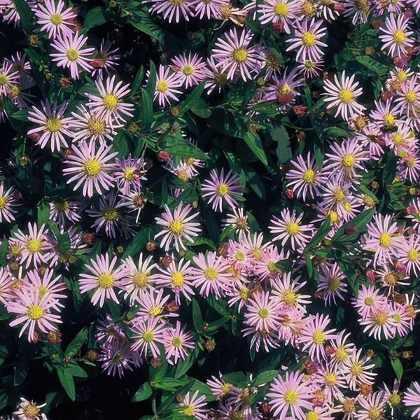 Aster ageratoides &