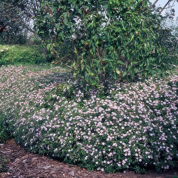 Aster ageratoides &