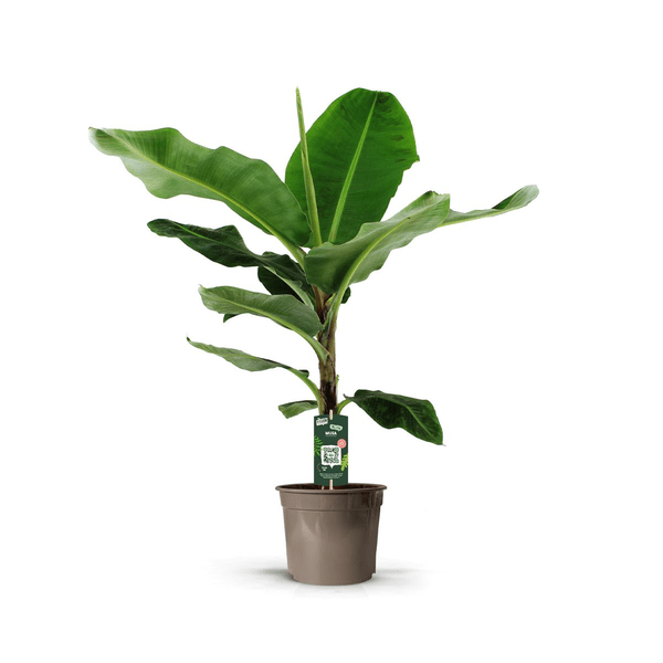 Bananenplant (Musa) - 140 cm - Ø27cm - Bloomado