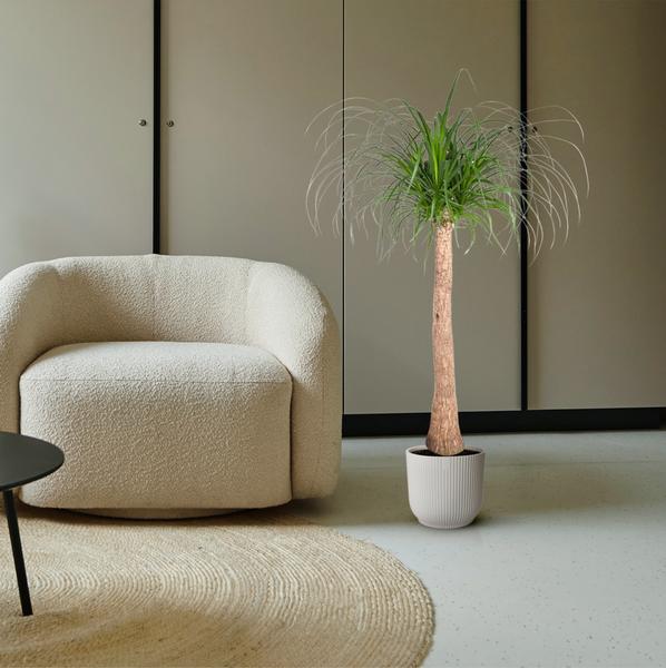 Beaucarnea stam - 120 cm - ø32 - Bloomado