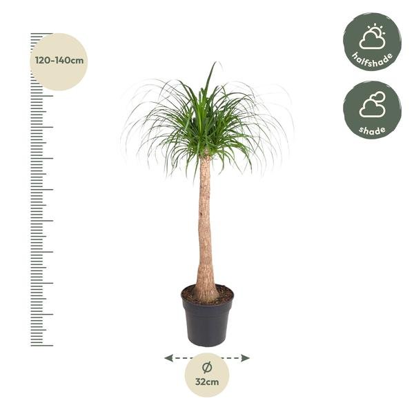 Beaucarnea stam - 120 cm - ø32 - Bloomado