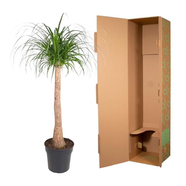 Beaucarnea stam - 120 cm - ø32 - Bloomado