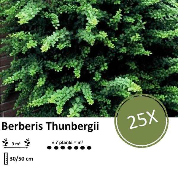 Berberis thunbergii - ↕30 - 50cm - blote wortel - 25x - Bloomado