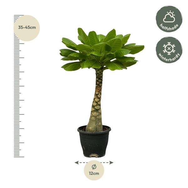 Birghamia Insignis - 30 cm - Ø12cm - Bloomado