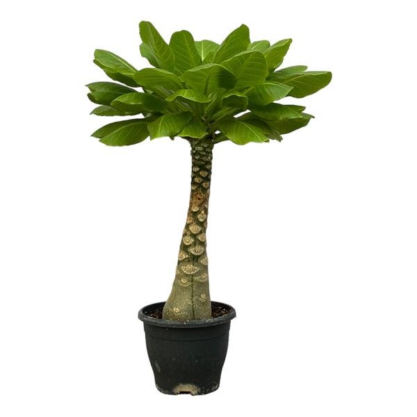 Birghamia Insignis - 30 cm - Ø12cm - Bloomado