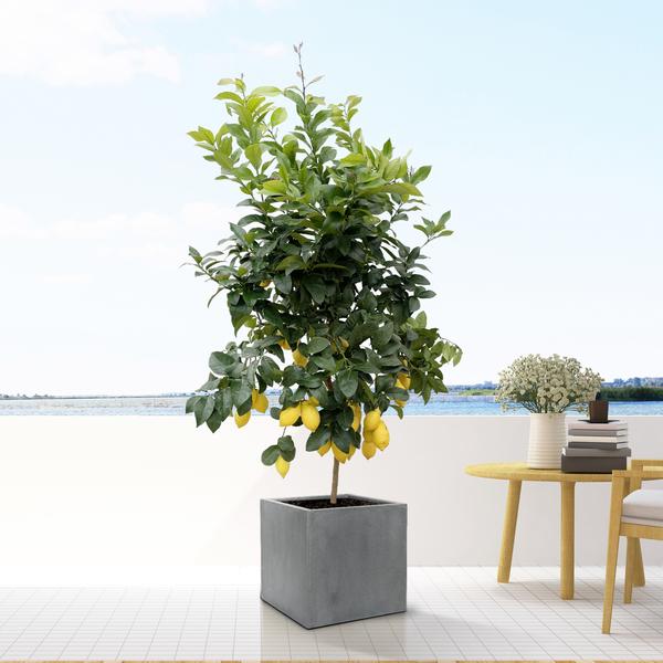 Block Grey - S - D30 x H30 - Bloomado