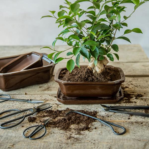 Bonsai root hook - 20,5 cm - Bonsai tool - Bloomado