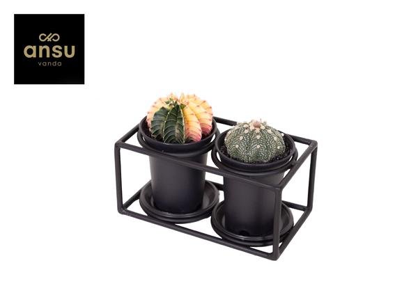 Cactus Duo In Design Frame - Bloomado