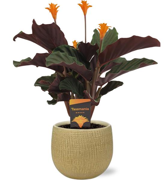 Calathea Crocata - Ø14cm - ↕40cm + Ryan Pot D15x13cm - Goud - Bloomado