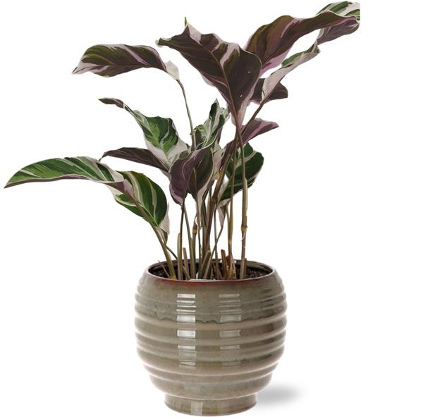 Calathea Fusion White Basic - Ø14cm - ↕40cm + Dalmine Pot D15x14cm - Grijs - Bloomado